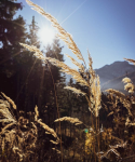 Kräuterwanderung „Wilde Sommerkräuter im Wald“ – Wildkräuter für Einsteiger in Kronberg
