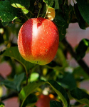 Frankfurter 