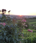 Weck, Worscht & Woi - Kulinarische Erlebniswanderung mit Weinprobe an der Strata Montana