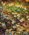 Kräuterspaziergänge-Wild- & Heilpflanzen entdecken in Bad Vilbel